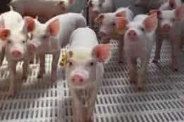 抗菌肽产品在河南广安集团修武猪场中的试验案例