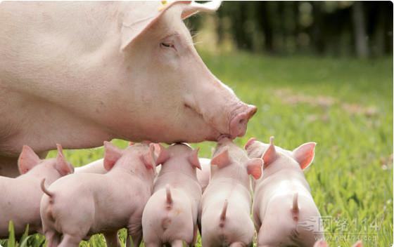 抗菌肽和复合益生菌在断奶仔猪生产性能及免疫功能影响的研究